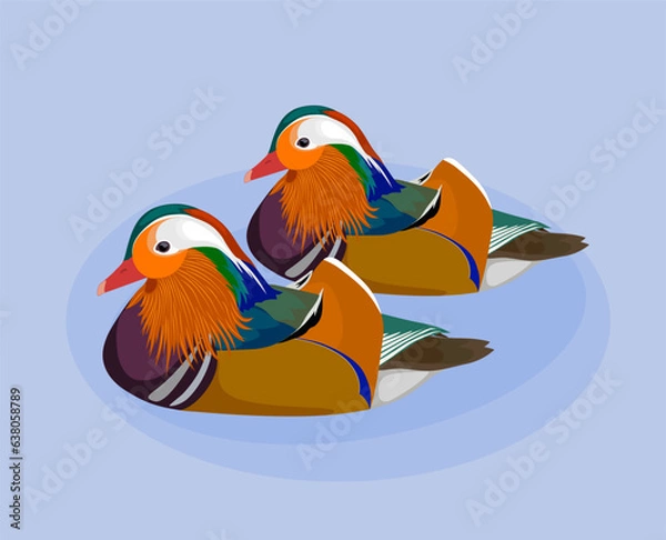 Obraz mandarin ducks, isolated on white background.