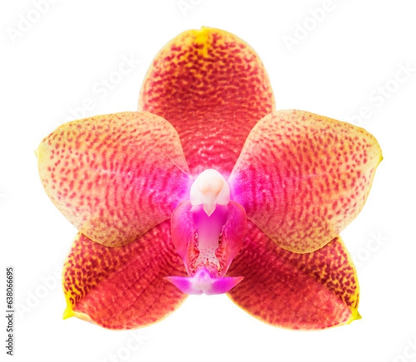 Obraz  Beautiful orchid flower isolated on white.(selective focus)