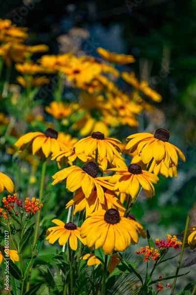 Obraz Multiple orange yellow flowers blooming followed by some small happy little flowers and a background of green leaves