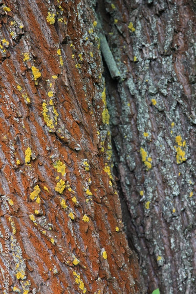 Fototapeta Willow tree bark with lichen, background