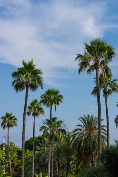 Obraz A vertical shot of multiple tall high palm trees and green natural background and light blue sky