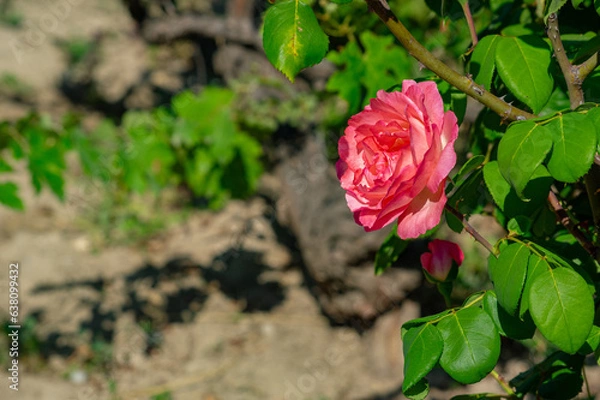Obraz Photo of an isolated red rose flower in the leafy green and ground brown background