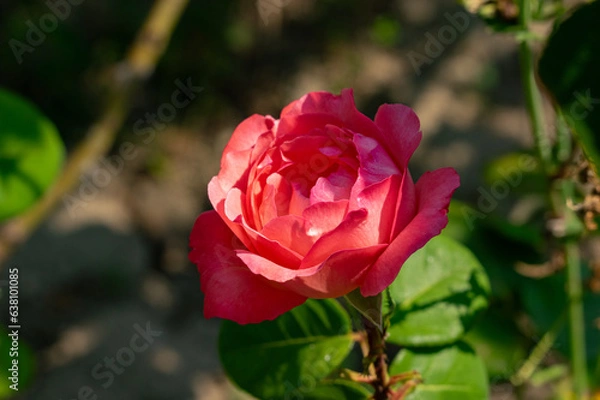Obraz Photo of an isolated red rose flower in the leafy green and ground brown background