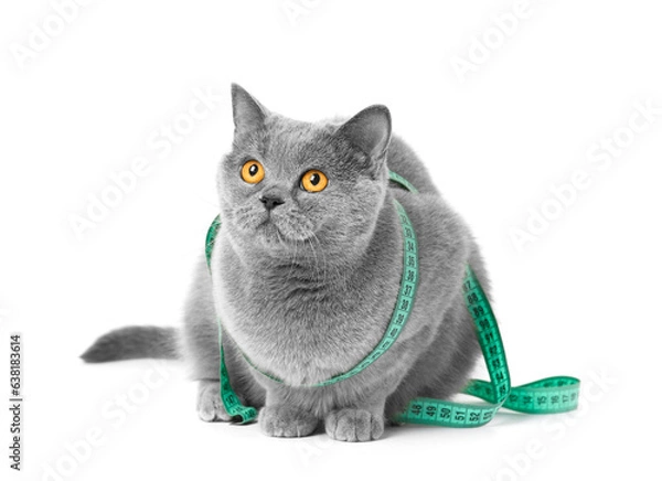 Obraz British cat in a measuring tape on a white background, weight control