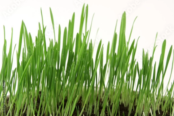 Obraz Green grass over white