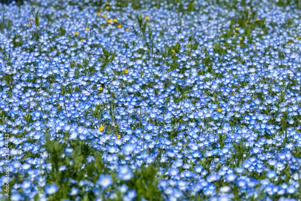 Obraz 満開の青いネモフィラ畑
