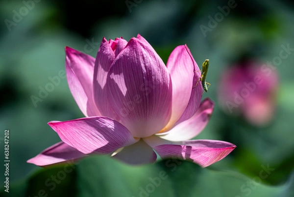 Obraz 蓮の花で獲物を待つカマキリ