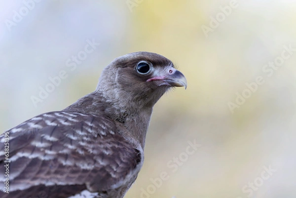 Fototapeta Primer plano mostrando de cerca el perfil de un hermoso chimango. Fondo desenfocado con tonos  amarillos, gises y celestes.	