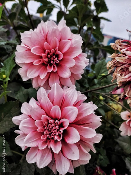 Obraz pink dahlia flower