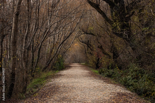 Obraz road in the woods