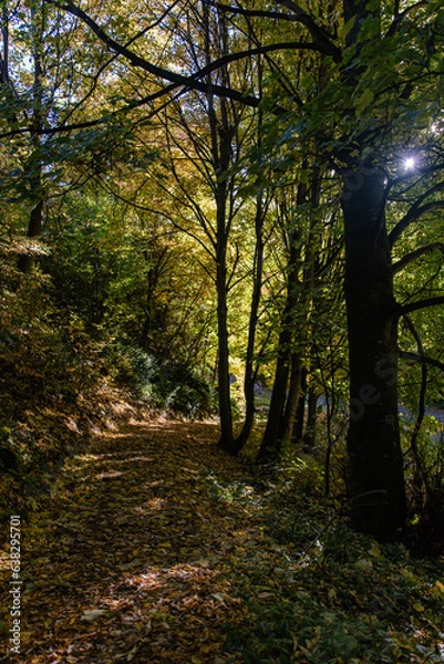 Obraz path in the forest
