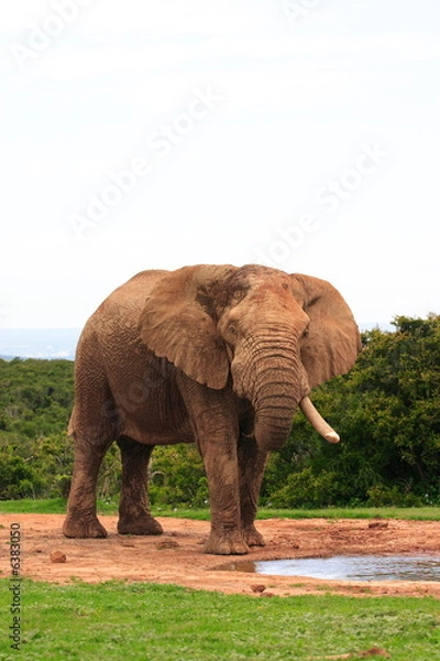 Fototapeta Elephant Bull (Loxodonta africana) with only one tusk
