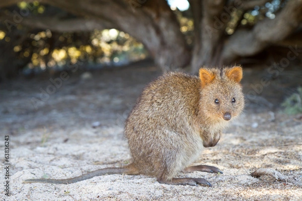 Obraz Quokka (Setonix brachyurus) na wyspie Rottnest