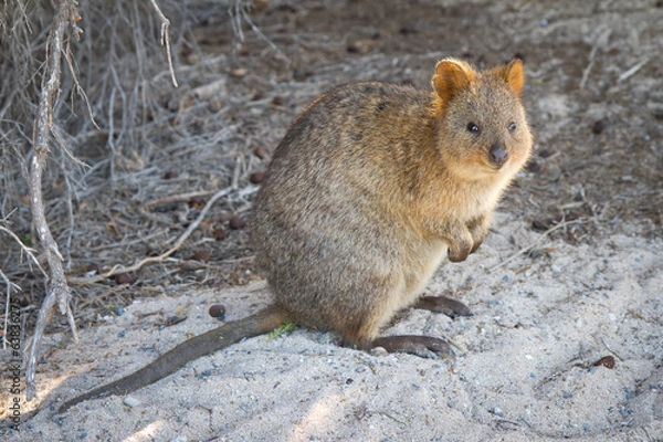 Obraz Quokka (Setonix brachyurus) on Rottnest Island