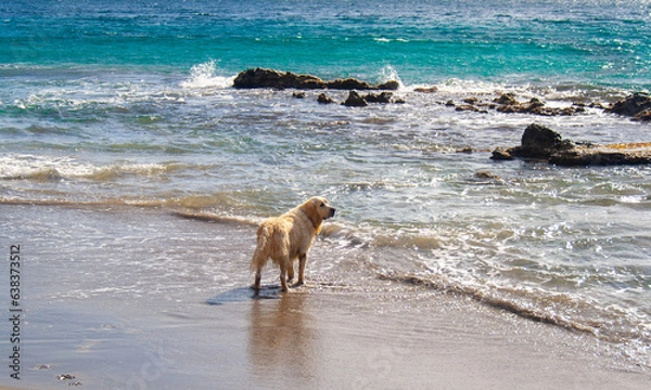 Fototapeta Dog waiting owner on the beach