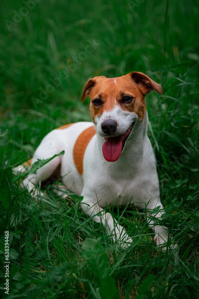 Obraz Jack Russell Terrier