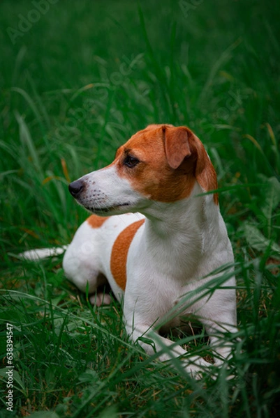 Obraz Jack Russell Terrier