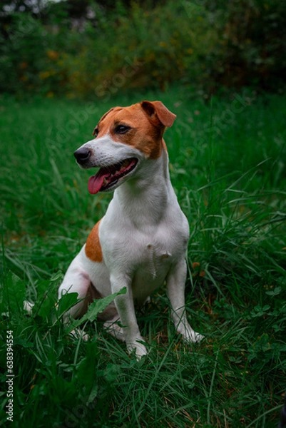 Obraz Jack Russell Terrier