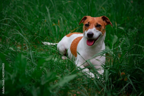 Obraz Jack Russell Terrier