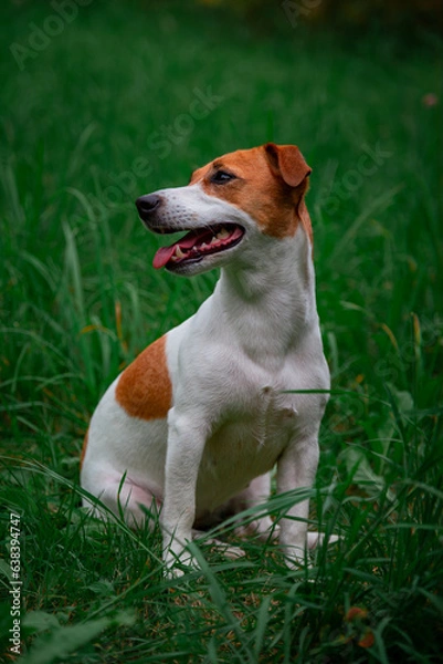 Obraz Jack Russell Terrier