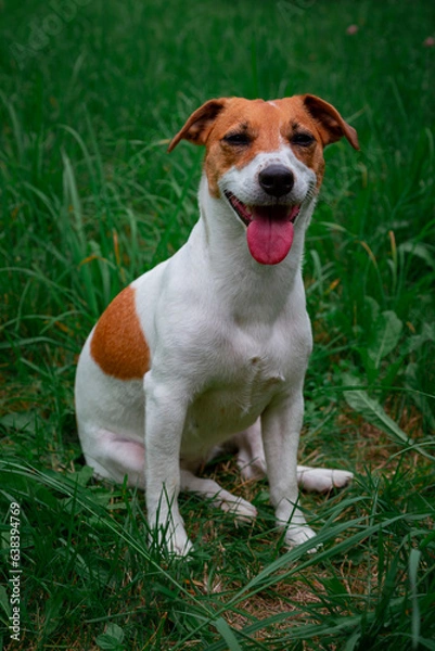 Obraz Jack Russell Terrier