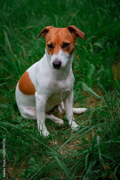 Obraz Jack Russell Terrier