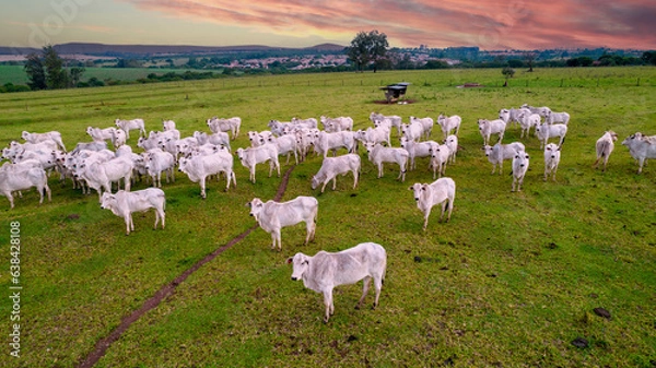 Fototapeta Nelore cattle on a farm in Brazil. Aerial view of oxen and cows