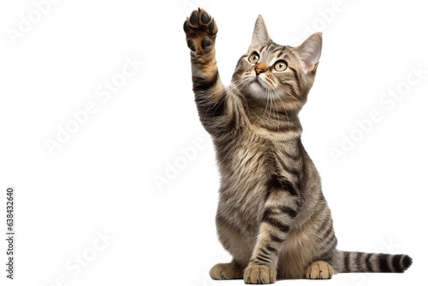 Obraz cat is playing / hunting, isolated on white/ transparent background