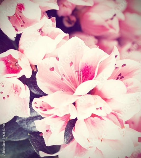 Obraz Flowers of an azalea of a grade of Mevrouw Gerard Kint close up