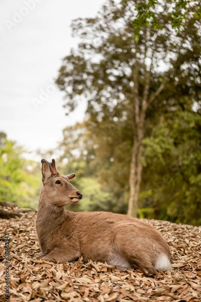 Obraz 鹿　シカ　１３