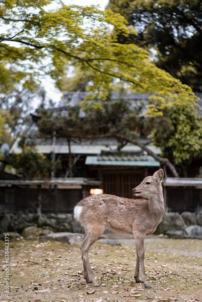 Obraz 鹿　シカ　１２