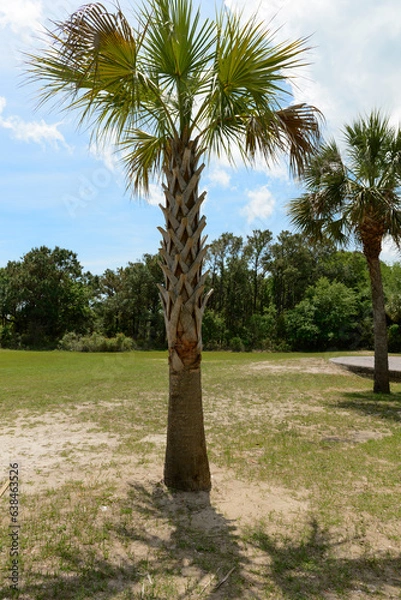 Obraz palm trees on the beach