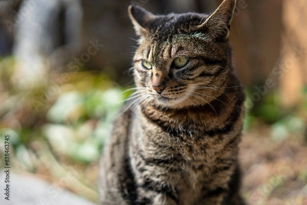 Obraz うつむく猫