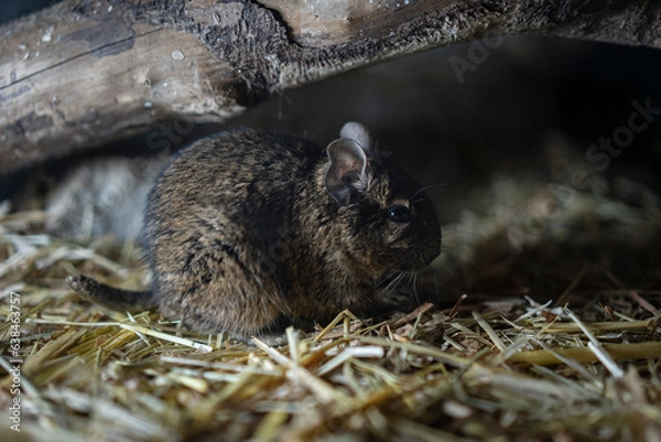 Fototapeta ねずみ