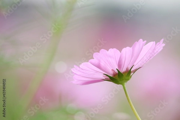 Obraz ピンク色のコスモス