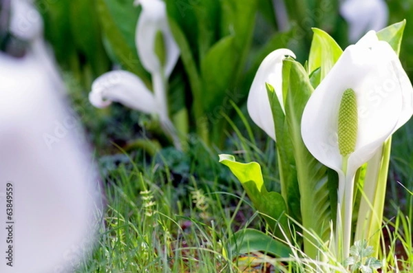 Fototapeta 水芭蕉