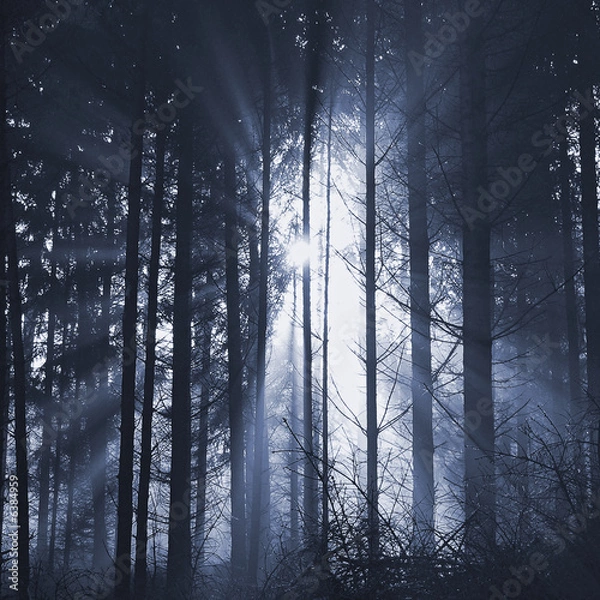 Fototapeta Waldlichter_06