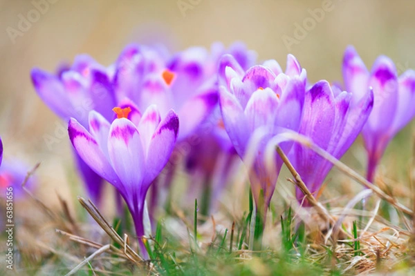 Fototapeta Blooming violet crocuses, spring flower