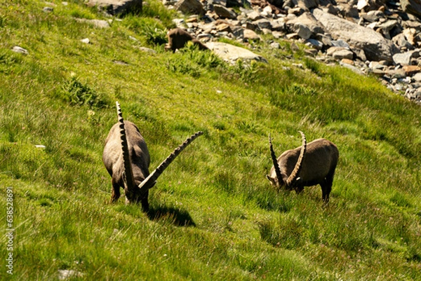 Obraz Grasende Steinböcke