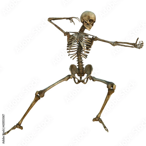 Fototapeta Human Skeleton