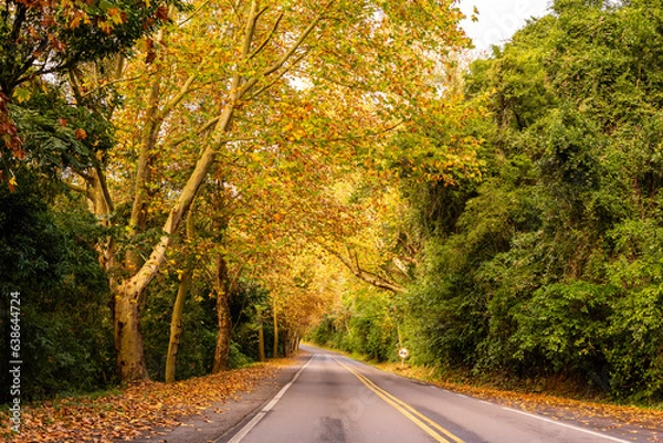 Fototapeta NATURESA FLORES ARVORES E ANIMAIS 