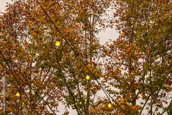 Fototapeta NATURESA FLORES ARVORES E ANIMAIS 