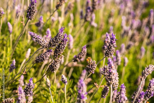 Fototapeta NATURESA FLORES ARVORES E ANIMAIS 