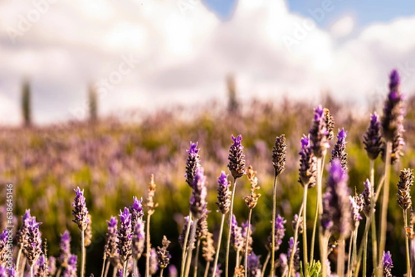 Fototapeta NATURESA FLORES ARVORES E ANIMAIS 
