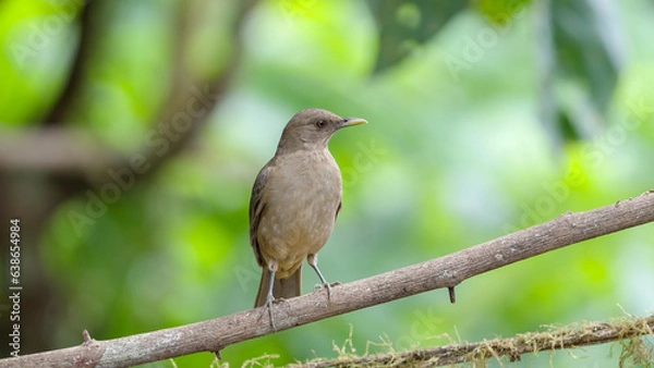 Obraz front on shot of a clay-colored thrush perched on a branch