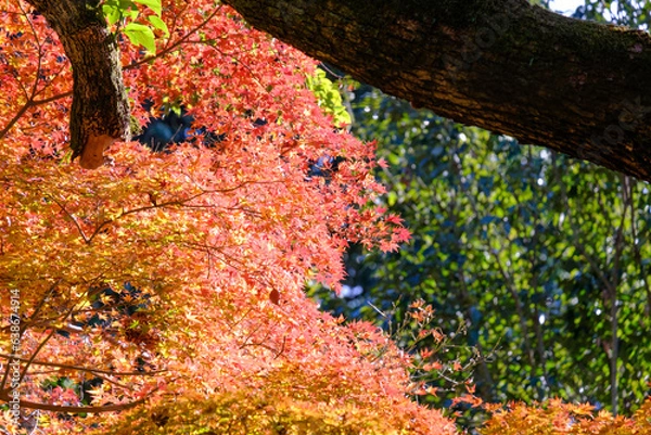 Fototapeta 赤や黄色やオレンジ色に紅葉した秋の庭園