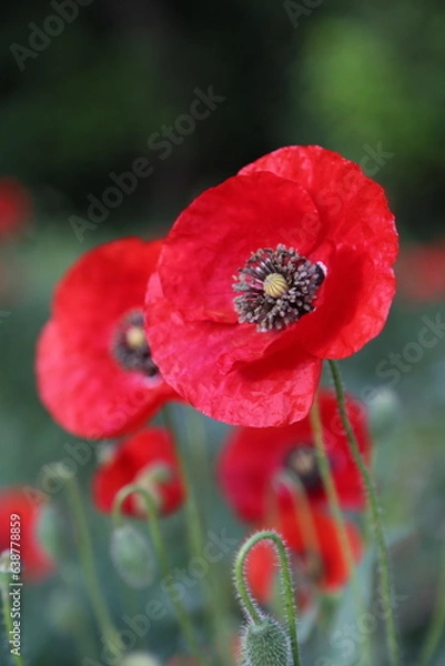 Fototapeta Dos amapolas