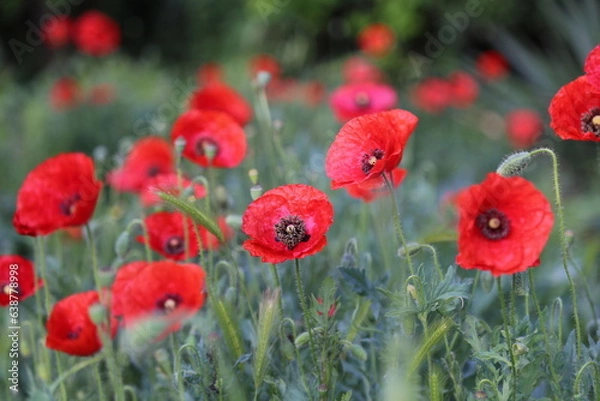 Fototapeta Campo de amapolas