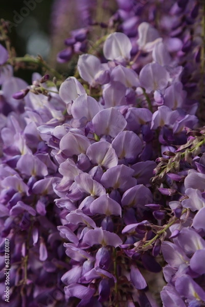 Fototapeta Glicinia en flor