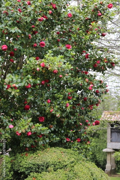Fototapeta Camelio rojo en flor 